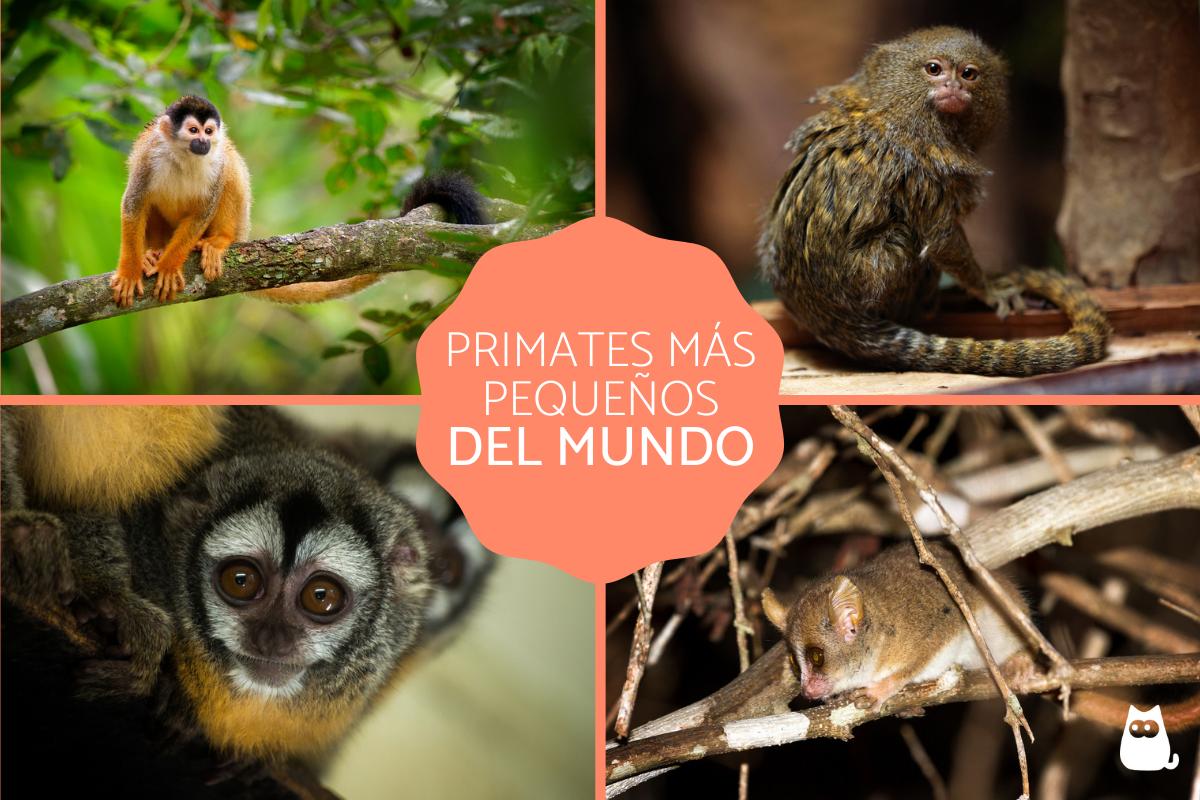Los 10 primates más pequeños del mundo