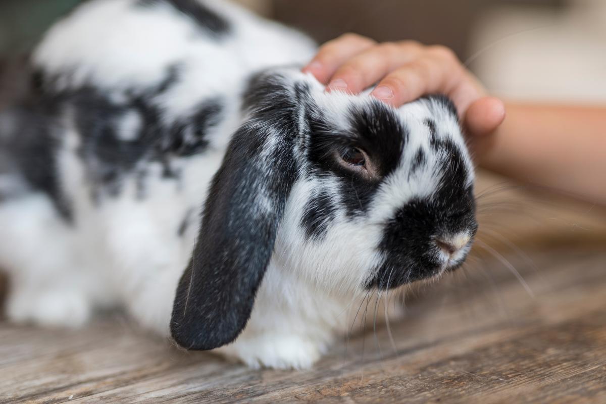 ¿Los conejos saben quién es su dueño?