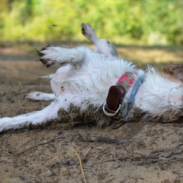 por qué los perros entierran cosas con la nariz