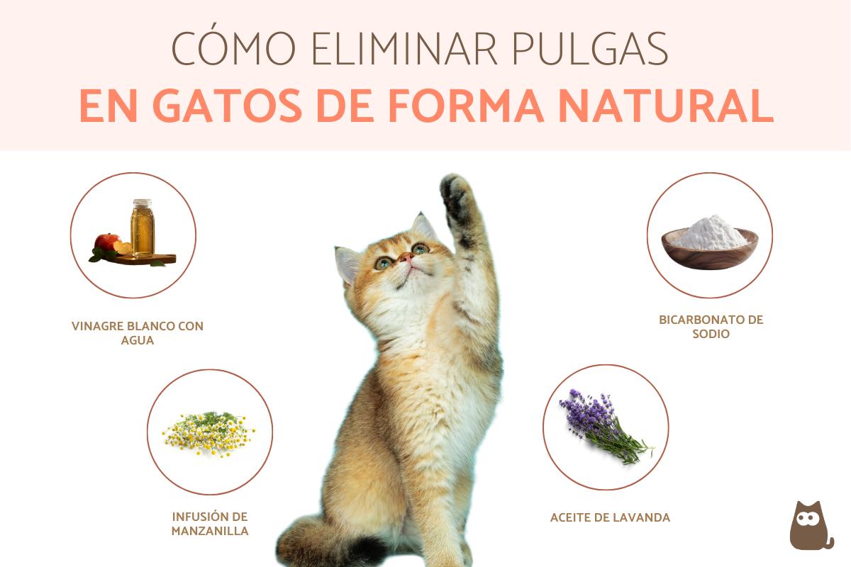 Remedios caseros para las pulgas en gatos