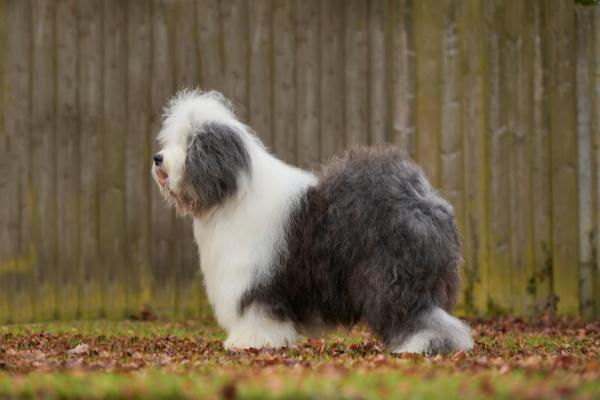 Razas de perros con O - 1. Old english sheepdog