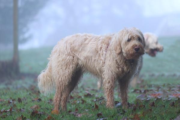 Razas de perros con O - 2. Otterhound o perro de nutria