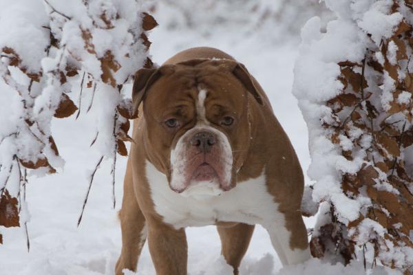 Razas de perros con O - 3. Olde english bulldogge