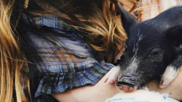 Un santuario de Hawái ofrece alojamiento gratis a cambio de cuidar cerdos rescatados 20 horas a la semana - Así es el trabajo en el santuario de cerdos que ofrece alojamiento gratis