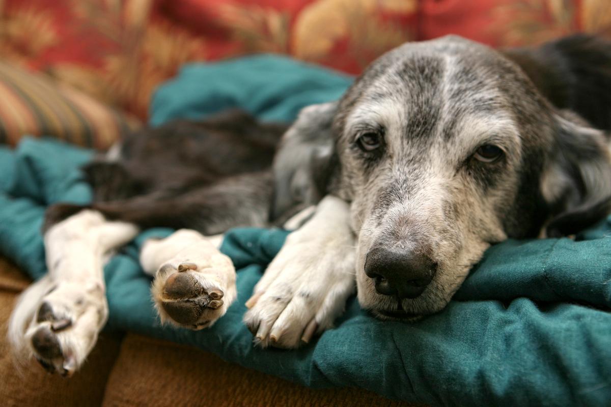Esperanza_de_vida_de_un_perro_con_insuficiencia_renal_26680_orig