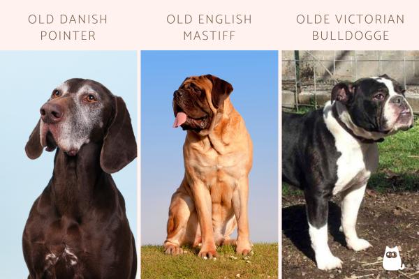 Razas de perros con O - Otras razas de perros con O