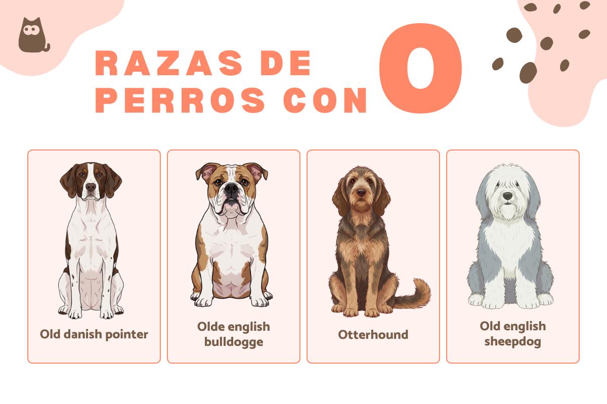 Razas de perros con O