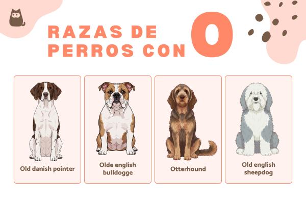 Razas de perros con O