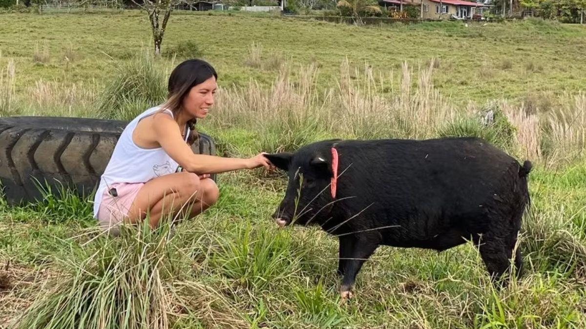 Un santuario de Hawái ofrece alojamiento gratis a cambio de cuidar cerdos rescatados 20 horas a la semana
