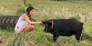 Un santuario de Hawái ofrece alojamiento gratis a cambio de cuidar cerdos rescatados 20 horas a la semana