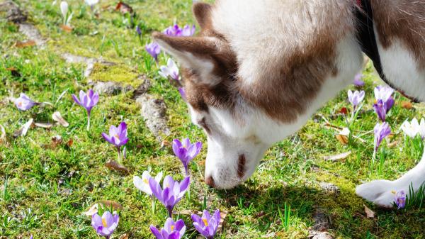 Los mejores ejercicios para perros nerviosos - 1. Hacer ejercicios de olfateo