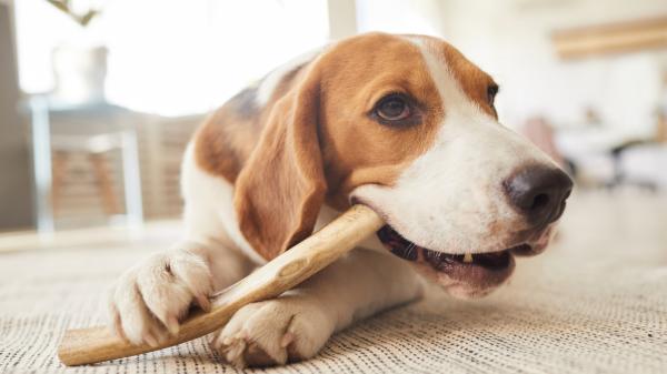 Los mejores ejercicios para perros nerviosos - 4. Fomentar la masticación 