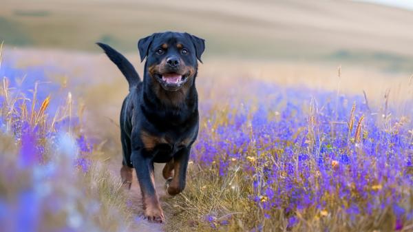 Durante décadas se cortó la cola y las orejas a determinadas razas de perros: ahora esta práctica está prohibida por ley - Desde 2018 está prohibido cortar las orejas y la cola a los perros en España