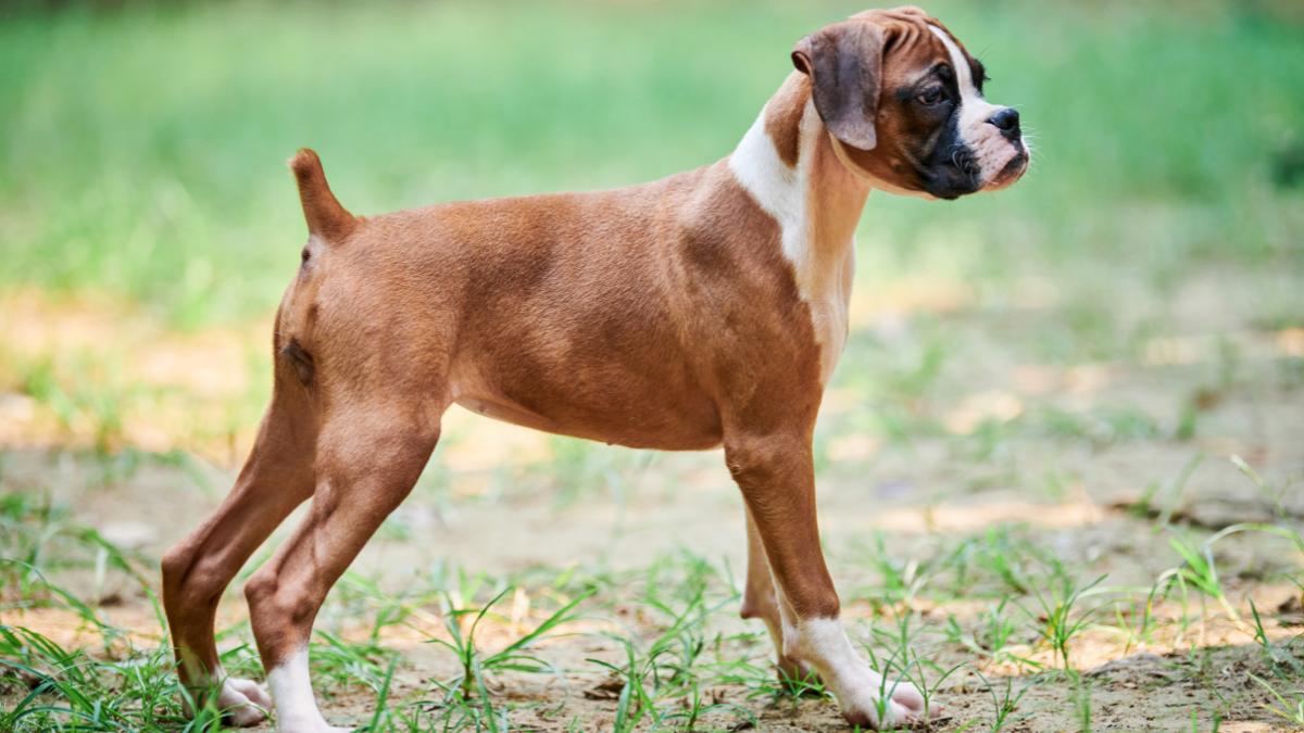 Durante décadas se cortó la cola y las orejas a determinadas razas de perros: ahora esta práctica está prohibida por ley