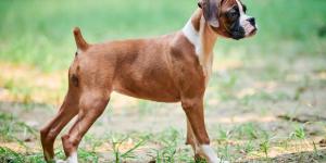Durante décadas se cortó la cola y las orejas a determinadas razas de perros: ahora esta práctica está prohibida por ley