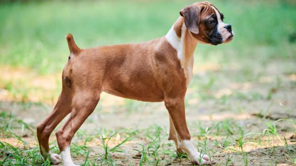 Durante décadas se cortó la cola y las orejas a determinadas razas de perros: ahora esta práctica está prohibida por ley