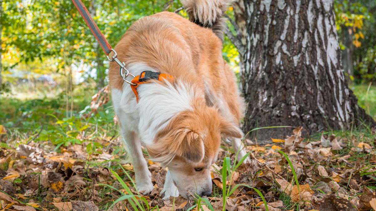Los mejores ejercicios para perros nerviosos