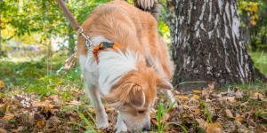 Los mejores ejercicios para perros nerviosos