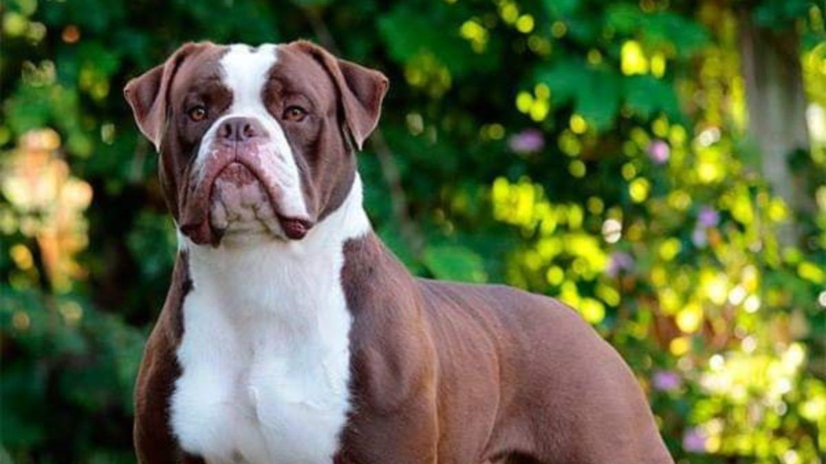 Así es el bulldog brasileño que pocos conocen y empieza a llamar la atención: “El bulldog que controlaba al ganado”