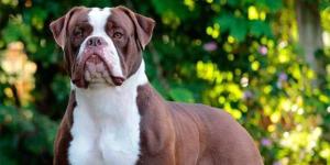 Así es el bulldog brasileño que pocos conocen y empieza a llamar la atención: “El bulldog que controlaba al ganado”