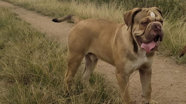 Así es el bulldog brasileño que pocos conocen y empieza a llamar la atención: “El bulldog que controlaba al ganado” - Cómo reconocer a un bulldog brasileño y en qué se diferencia de otros bulldogs