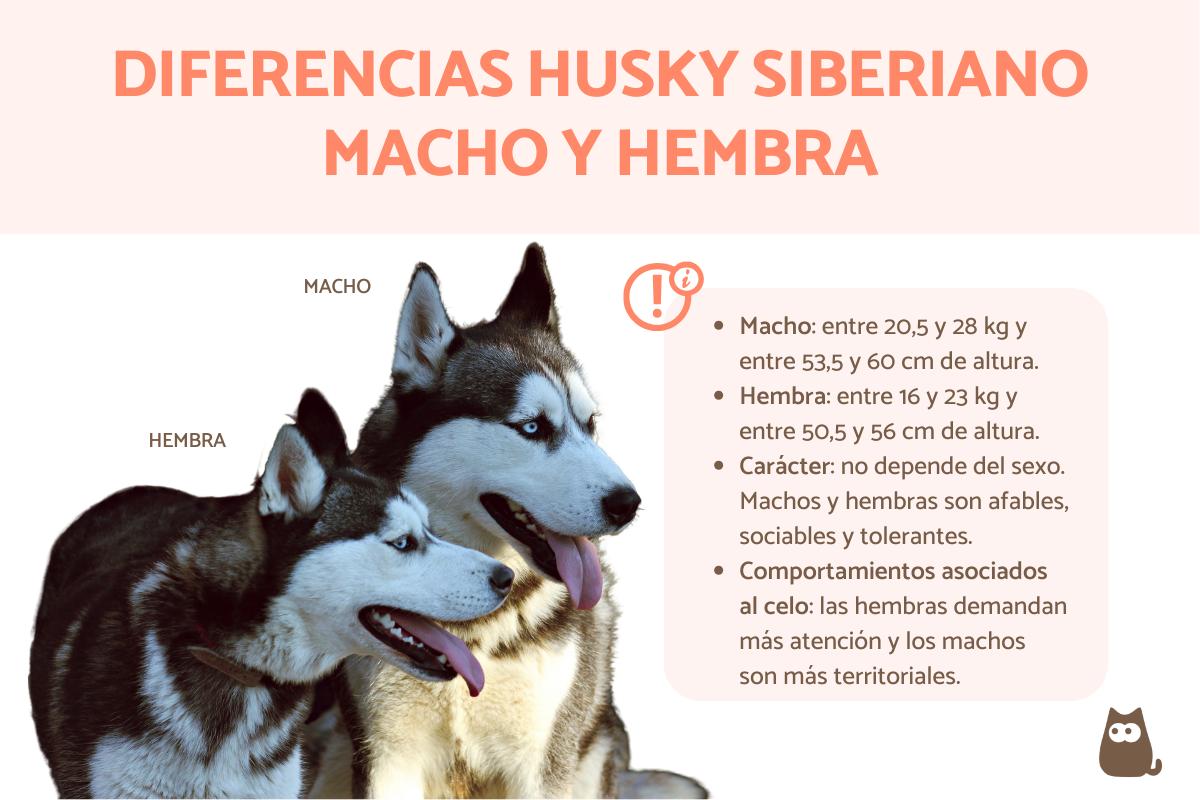 Diferencias entre husky macho y hembra