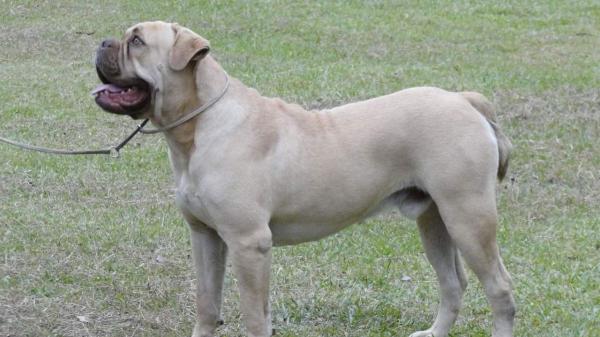 Así es el bulldog brasileño que pocos conocen y empieza a llamar la atención: “El bulldog que controlaba al ganado” - El bulldog guardián que controlaba el ganado en el campo