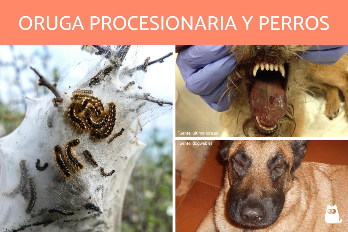 La oruga procesionaria y los perros - Síntomas y tratamiento