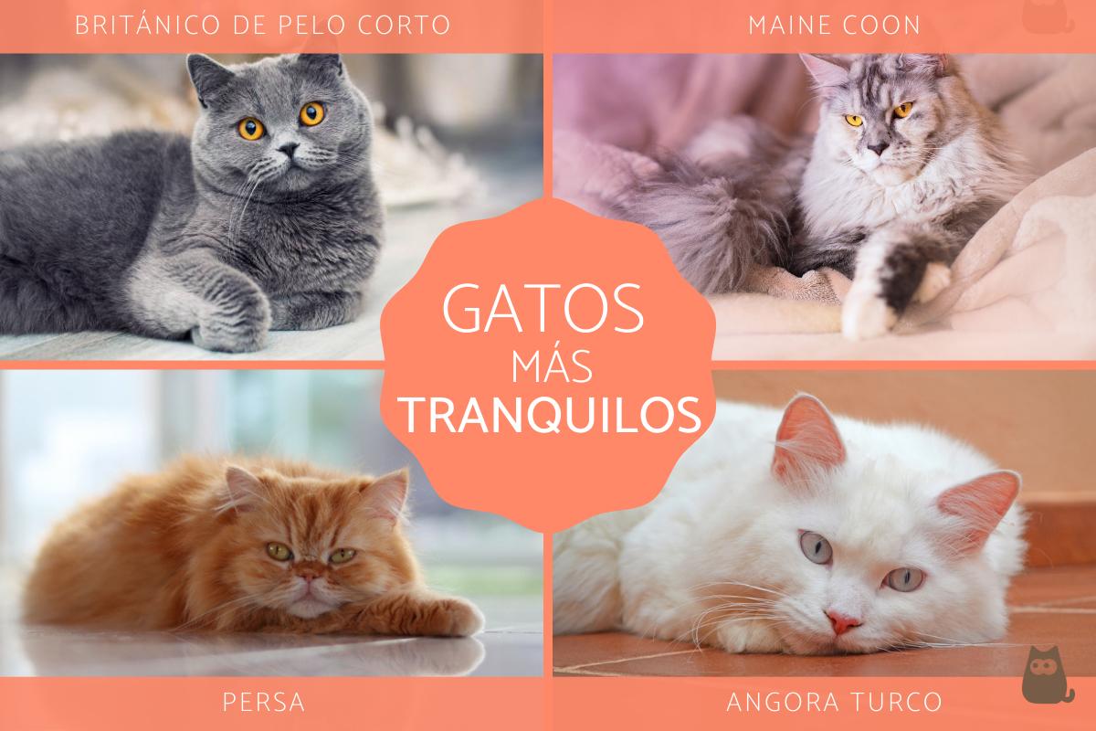 Las razas de gatos más tranquilos