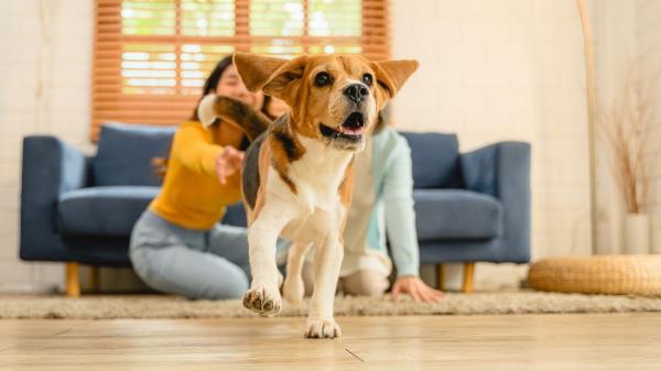Marta Sarasúa, etóloga canina: “Si tu perro corre de repente por casa no está loco, son los famosos 'zoomies' y esto es lo que realmente significan” - ¿Cuándo dejan de ser normales? Esto es en lo que debes fijarte