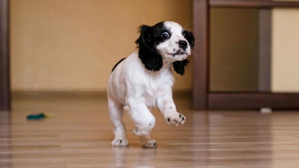 Marta Sarasúa, etóloga canina: “Si tu perro corre de repente por casa no está loco, son los famosos 'zoomies' y esto es lo que realmente significan” - La verdadera razón detrás de los zoomies