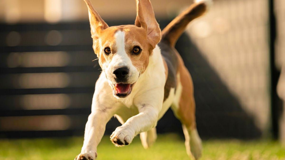 Marta Sarasúa, etóloga canina: “Si tu perro corre de repente por casa no está loco, son los famosos 'zoomies' y esto es lo que realmente significan”