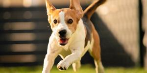 Marta Sarasúa, etóloga canina: “Si tu perro corre de repente por casa no está loco, son los famosos 'zoomies' y esto es lo que realmente significan”