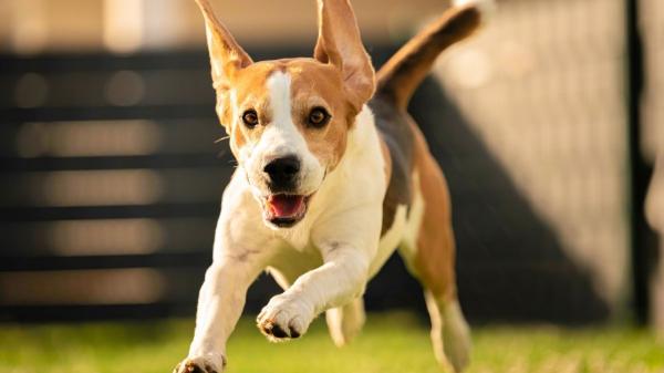 Marta Sarasúa, etóloga canina: “Si tu perro corre de repente por casa no está loco, son los famosos 'zoomies' y esto es lo que realmente significan”