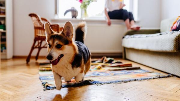 Marta Sarasúa, etóloga canina: “Si tu perro corre de repente por casa no está loco, son los famosos 'zoomies' y esto es lo que realmente significan” - No es locura: esto es lo que sucede durante un zoomie