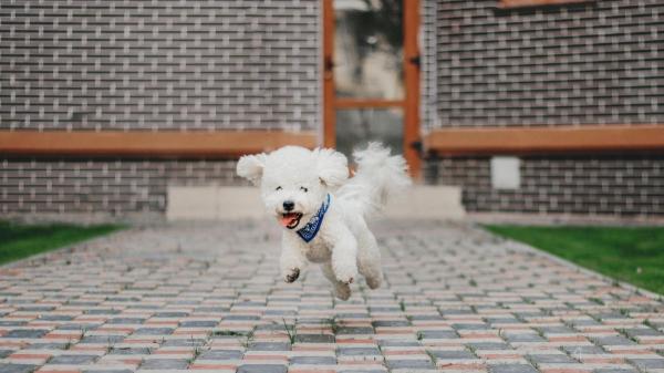 Marta Sarasúa, etóloga canina: “Si tu perro corre de repente por casa no está loco, son los famosos 'zoomies' y esto es lo que realmente significan” - No te asustes: así debes manejar los zoomies de tu perro 