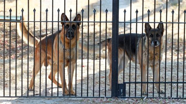 Ni en fincas ni en el campo: está prohibido dejar a un perro solo más de 24 horas, según la ley - La ley es clara: un perro no puede estar solo más de 24 horas