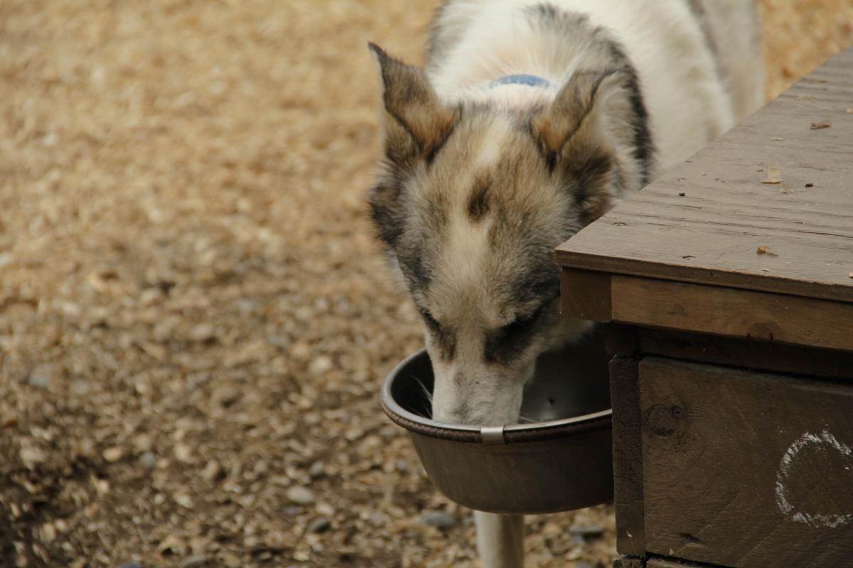 Mi perro mayor bebe mucha agua - Causas y tratamientos