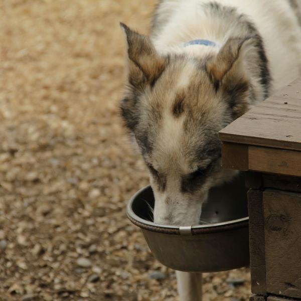 que significa cuando un perro bebe mucha agua