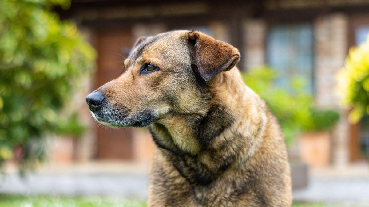 Ni en fincas ni en el campo: está prohibido dejar a un perro solo más de 24 horas, según la ley
