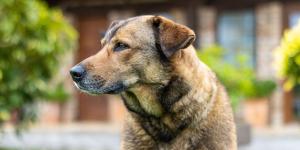 Ni en fincas ni en el campo: está prohibido dejar a un perro solo más de 24 horas, según la ley