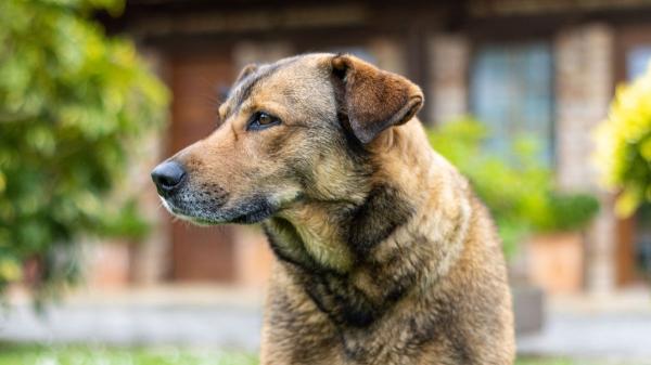 Ni en fincas ni en el campo: está prohibido dejar a un perro solo más de 24 horas, según la ley