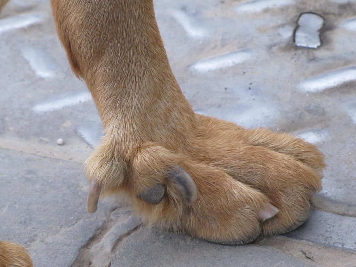 ¿Por qué mi perro tiene 5 dedos en las patas traseras?