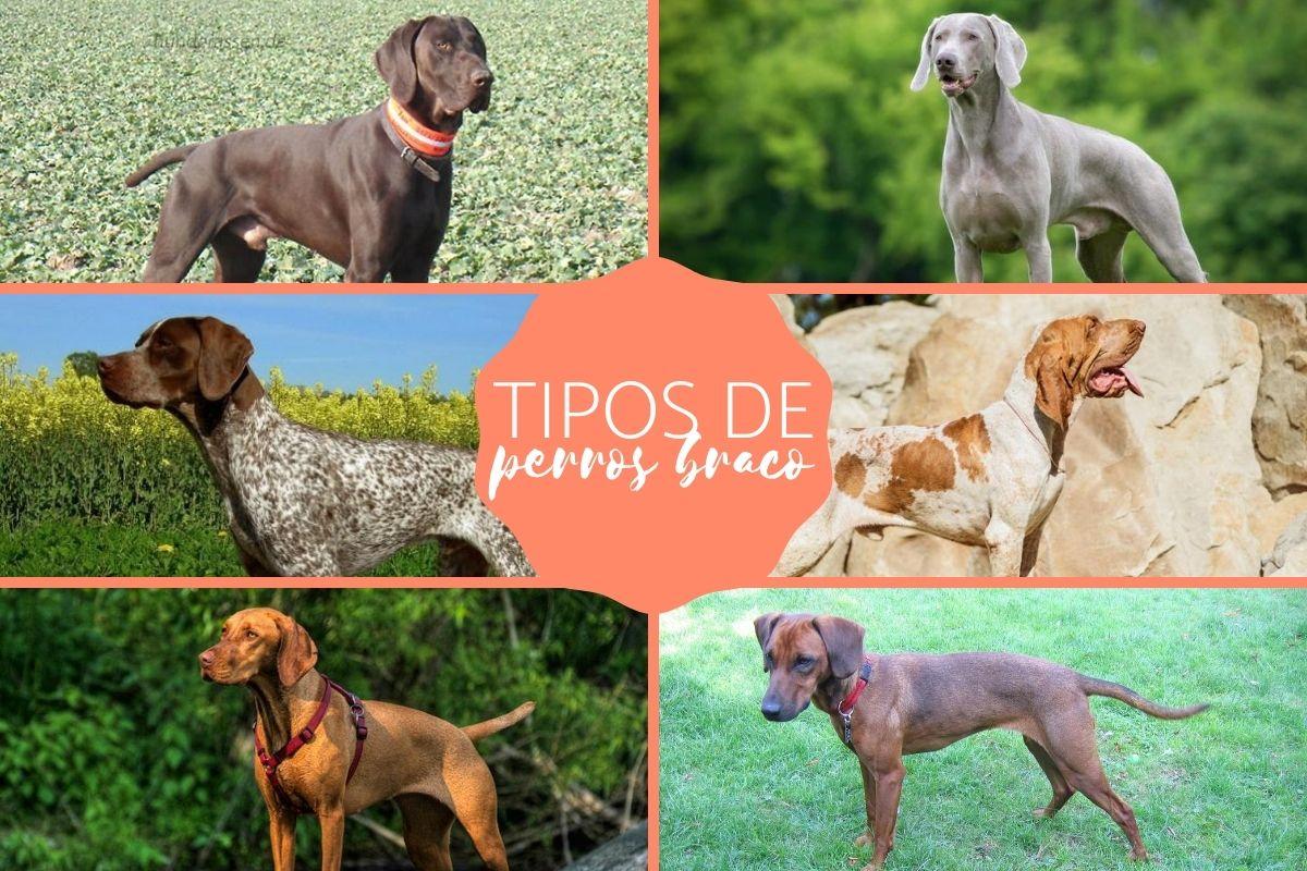 Tipos de perros braco