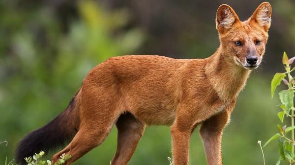 No son perros domésticos: así son los cánidos salvajes más sorprendentes del mundo - El dole, el misterioso perro salvaje de Asia