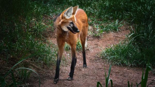 No son perros domésticos: así son los cánidos salvajes más sorprendentes del mundo - El lobo de crin parece un zorro gigante, pero no es ninguno de los dos