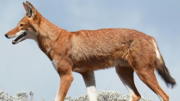 No son perros domésticos: así son los cánidos salvajes más sorprendentes del mundo - El lobo etíope, uno de los cánidos más raros del mundo