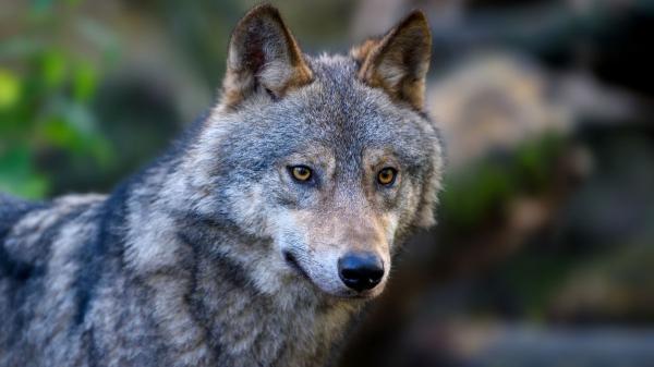 No son perros domésticos: así son los cánidos salvajes más sorprendentes del mundo - El lobo gris, el más conocido de todos