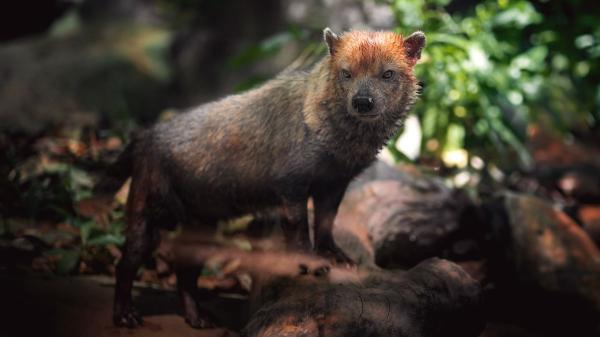 No son perros domésticos: así son los cánidos salvajes más sorprendentes del mundo - El perro de monte, el cánido sudamericano que ama el agua
