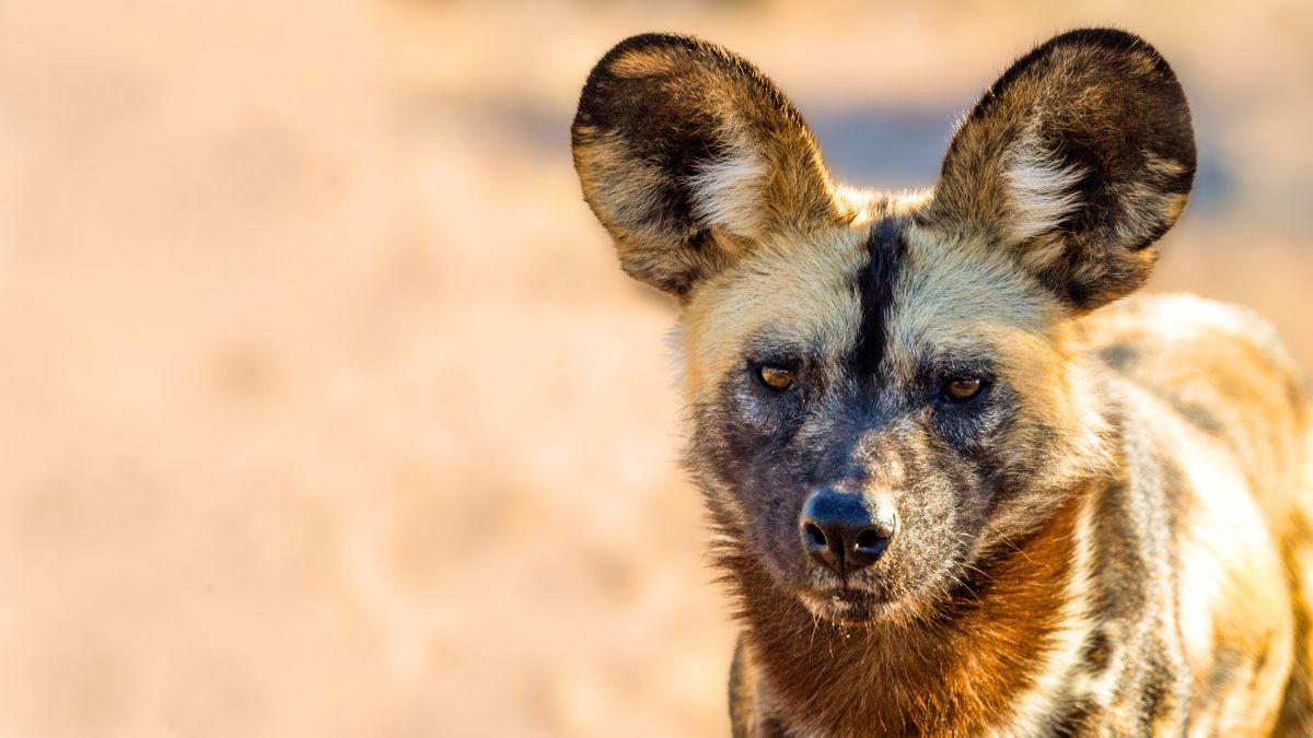 No son perros domésticos: así son los cánidos salvajes más sorprendentes del mundo